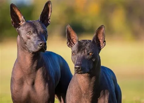  Xoloitzcuintli: Ancestral Symbolism and Contemporary Reinterpretation